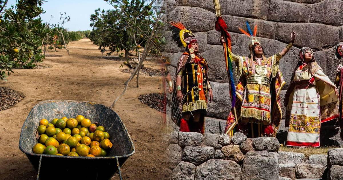 Existe una fruta considerada el 'oro de los incas' que actualmente se usa en cientos de postres peruanos