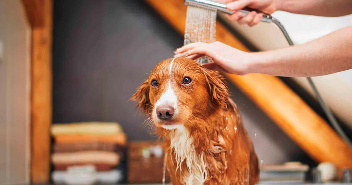 Estos son los pasos que debes seguir para bañar a tu perro correctamente según su tipo de pelaje