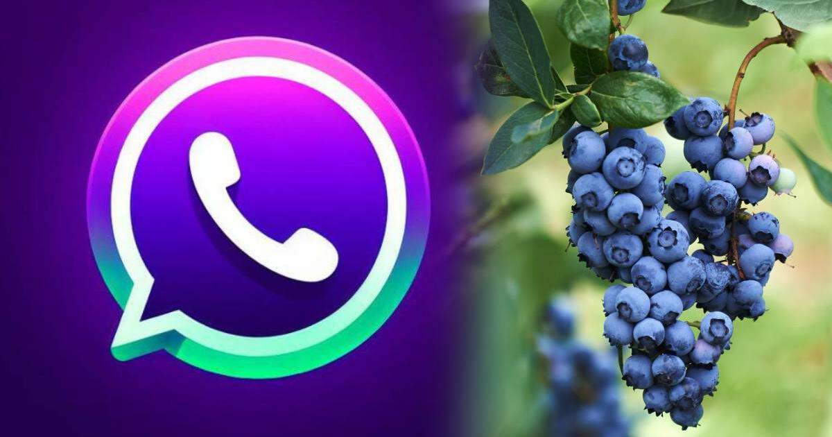 ¡Me encantó! GUÍA COMPLETA para ACTIVAR GRATIS el 'modo Blueberry' en tu WhatsApp