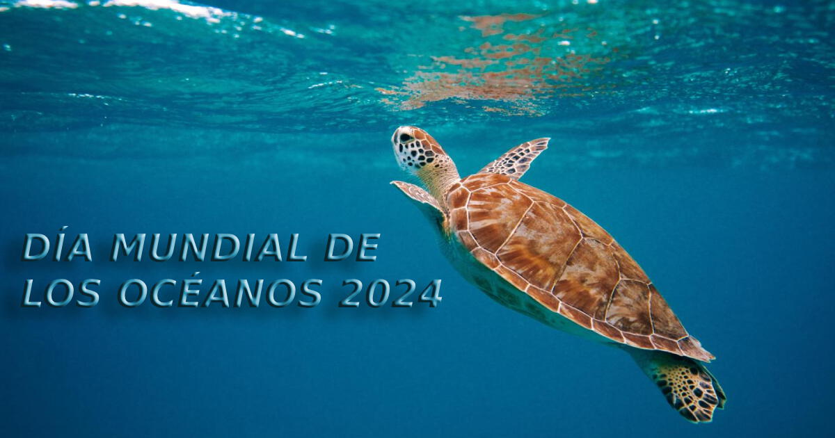 Las mejores 20 frases para compartir por el Día Mundial de los Océanos este 8 de junio