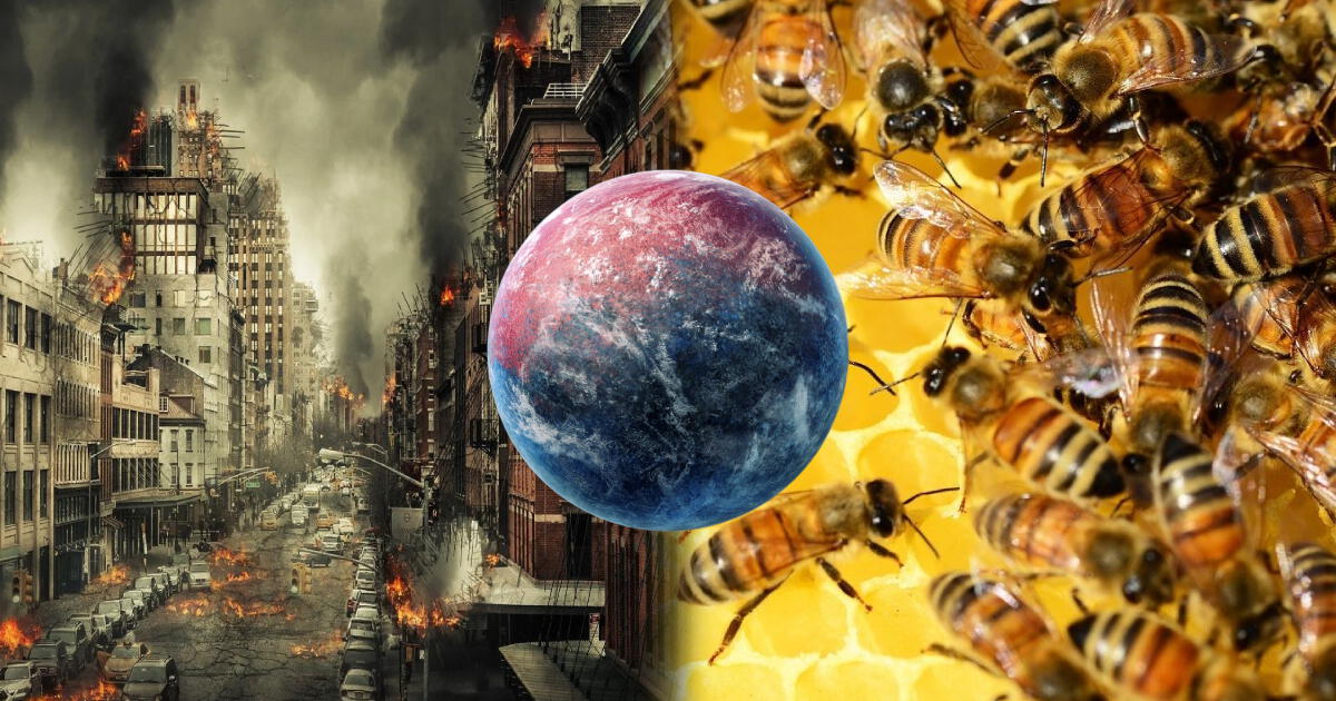 ¿Desaparecerá la humanidad de la Tierra si las abejas se extinguen? Esto respondió la ciencia