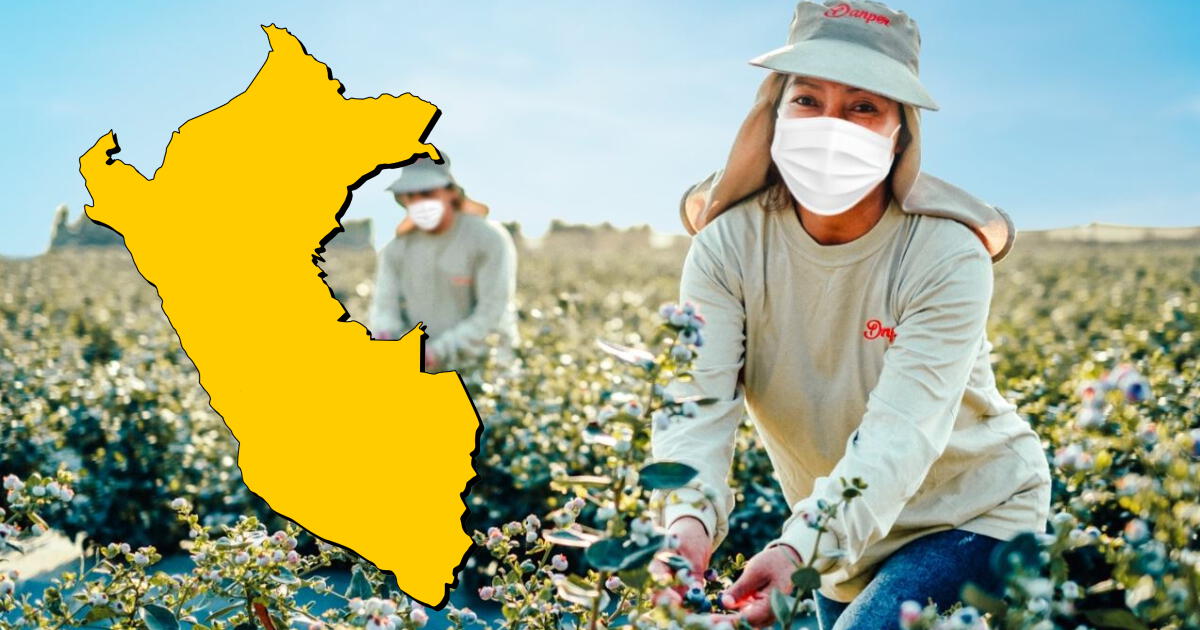 ¿Quieres triunfar en la agroindustria? Esto gana en promedio una de las profesiones mejor pagadas en Perú