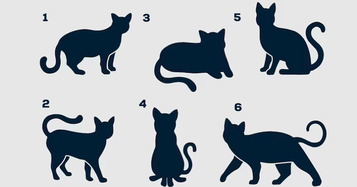 Test con el que podrás conocer qué tipo de vibra tienes, solo con elegir tu gato preferido