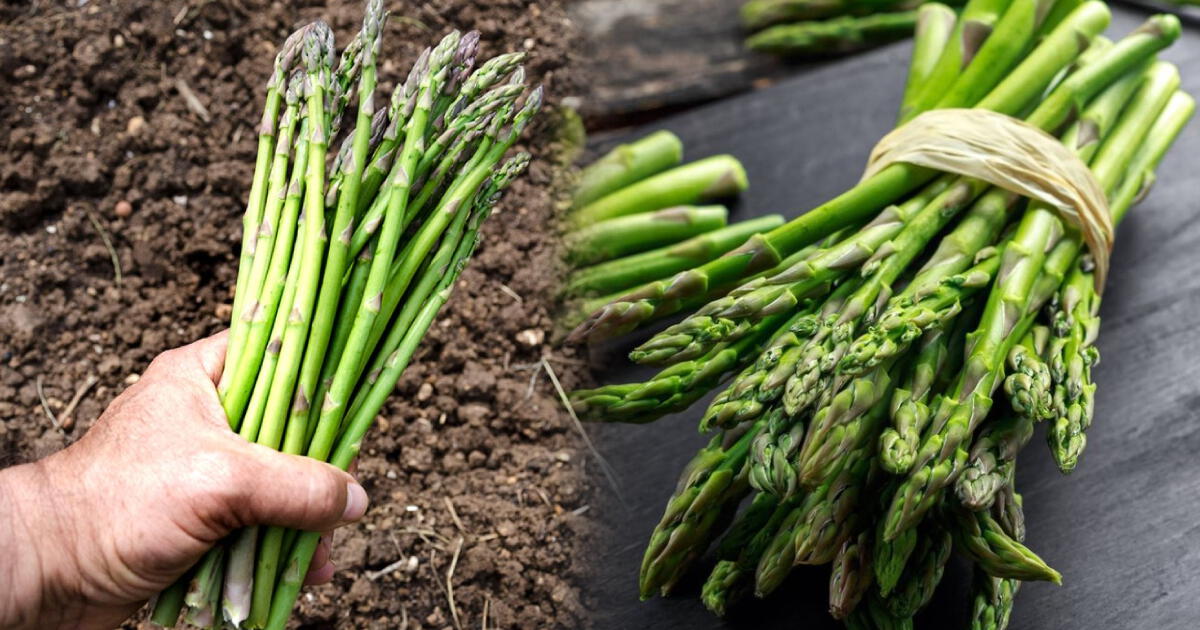 El SUPER ALIMENTO que se cultiva en Perú y es un gran aliado contra las ENFERMEDADES DEL CORAZÓN