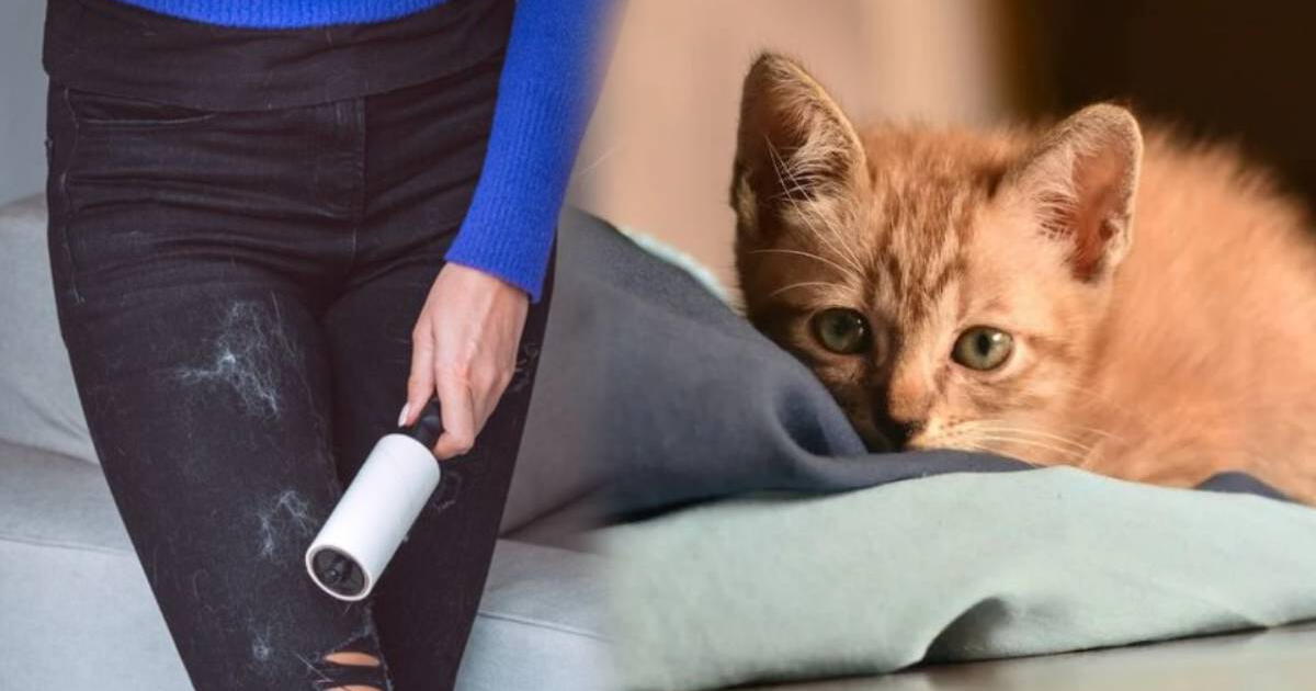 ¿Tienes un gato en casa? Este TRUCO te servirá para quitar los pelos de toda tu ropa