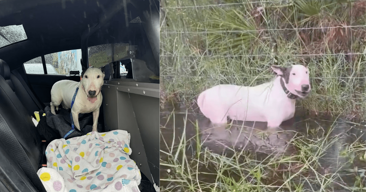 Estados Unidos: el final feliz del perro que fue abandonado en medio Huracán Milton