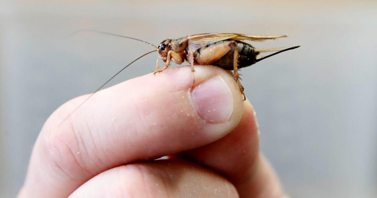 Se acerca el verano y aparecen los insectos: el infalible truco militar para acabar con los bichos