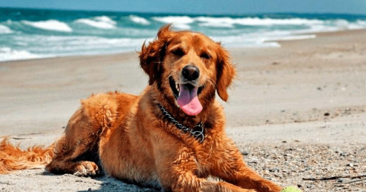 Miami tiene el paraíso para mascotas: Lista de playas y parques 'pet friendly'