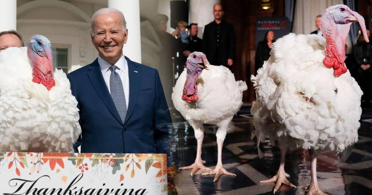 ¿Qué hacen los pavos después del indulto presidencial de Thanksgiving? Un vistazo a la vida de Peach y Blossom