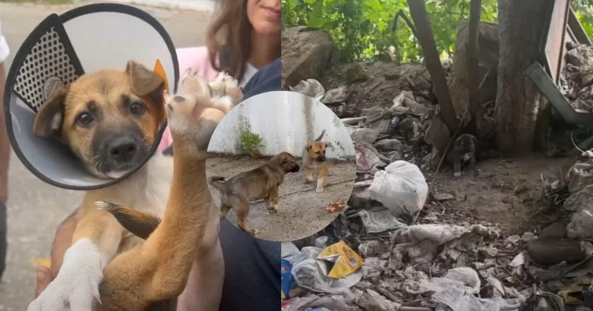 Cachorros sobreviven tras trágica historia: rescatistas los salvan de la basura en Estados Unidos