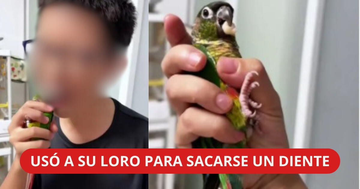 El video más viral en Estados Unidos: niño se saca un diente usando un loro como mascota