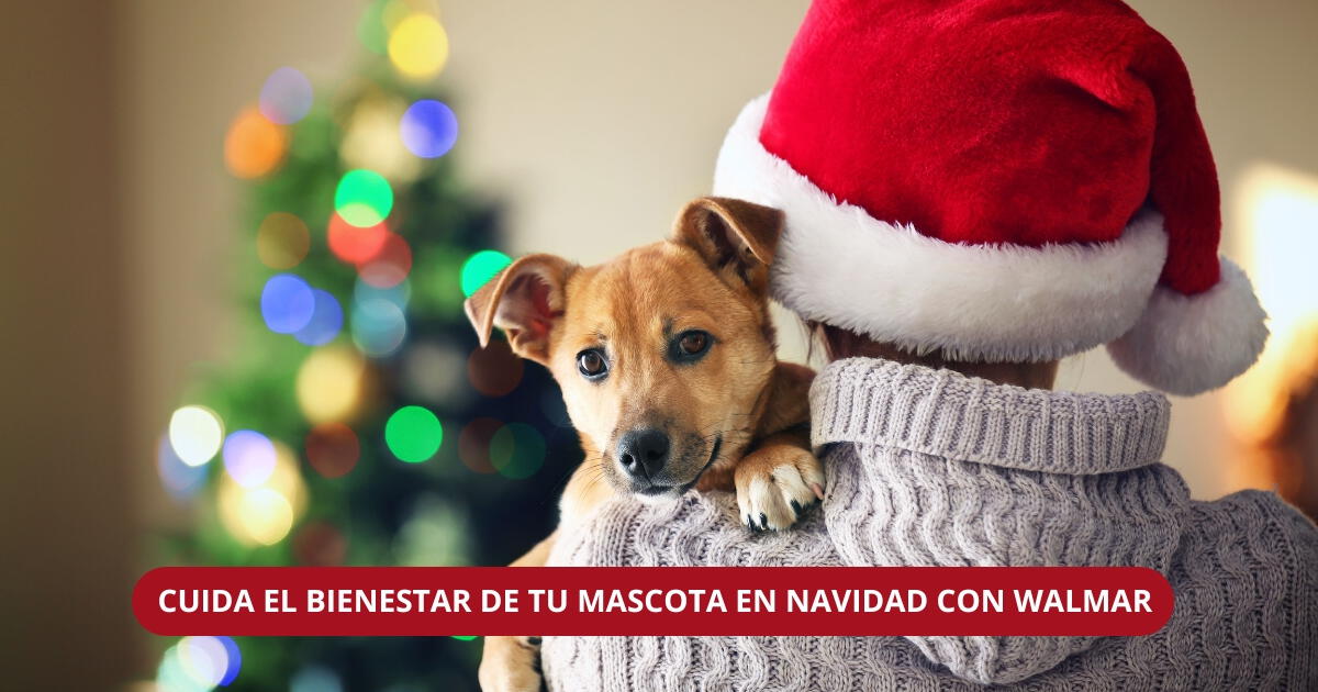 ¡Atención! Estos son los productos que debes comprar en Walmart si quieres cuidar a tu mascota en Navidad