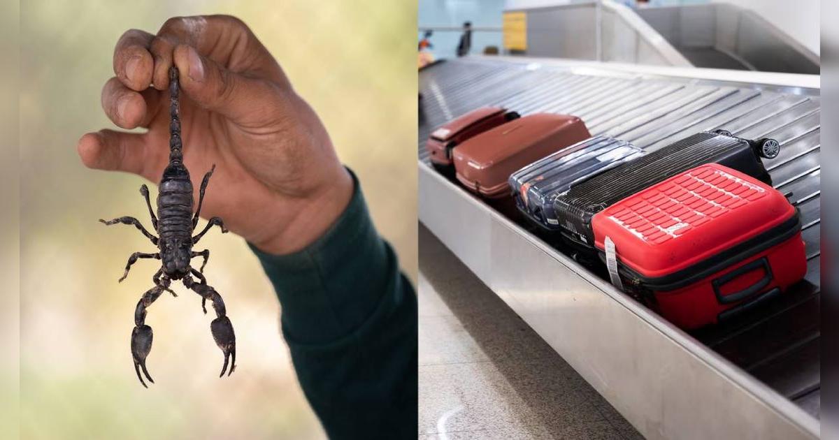 Escorpión pica a mujer mientras recogía su equipaje en el aeropuerto Logan de Boston: ¿Se escondió en la carga?