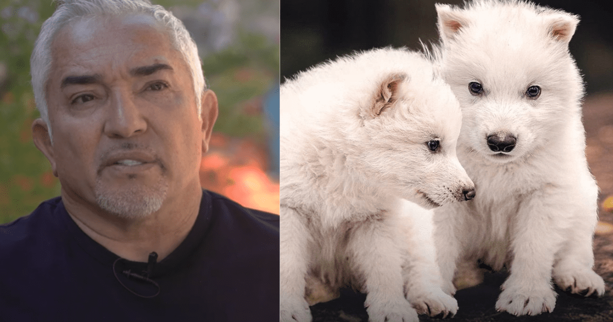 ¿Podrá César Millán con ellos? Lobos salvajes regresan y lo ponen a prueba