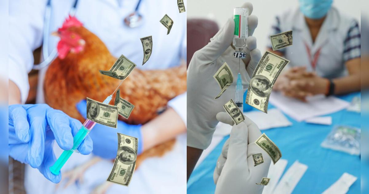 Buenas noticias en California: CDC ofrece giftcards de US$25 para que residentes se hagan pruebas por gripe aviar