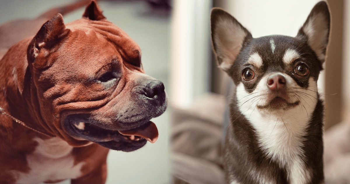 Nueva York: pitbull ataca a chihuahua en el Upper West Side y residentes exigen leyes más estrictas