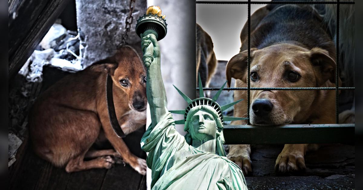 Condado de Nueva York aprueba ley que impactará a este grupo de personas que tengan una mascota