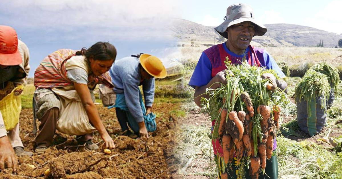 MIDAGRI otorga bono de 1,000 soles en Perú: ¿Quiénes acceden y qué requisitos cumplir para cobrar en 2025?