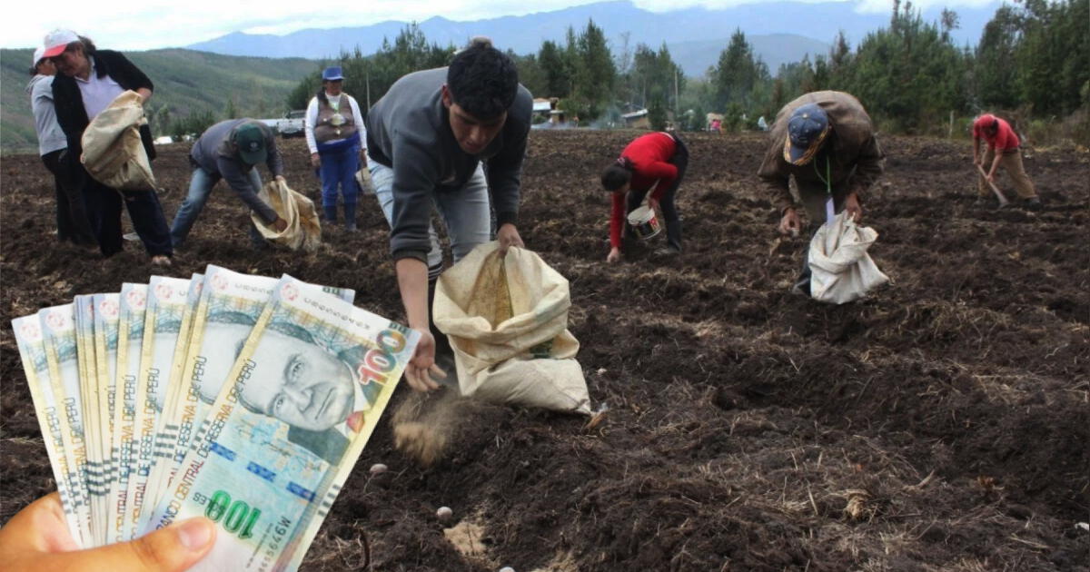 Bono Agrario de 1000 soles 2025: ¿Hasta cuándo se podrá acceder el beneficio económico?