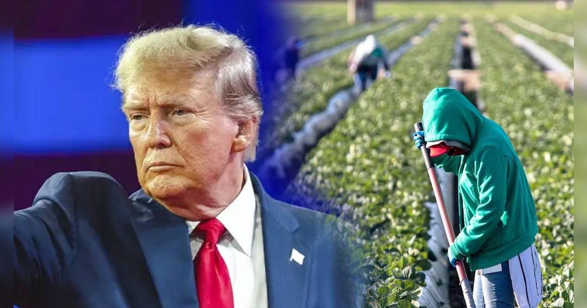 Buenas noticias inmigrantes: Donald Trump buscaría proteger a los que trabajen en la agricultura, hotelería y otros sectores