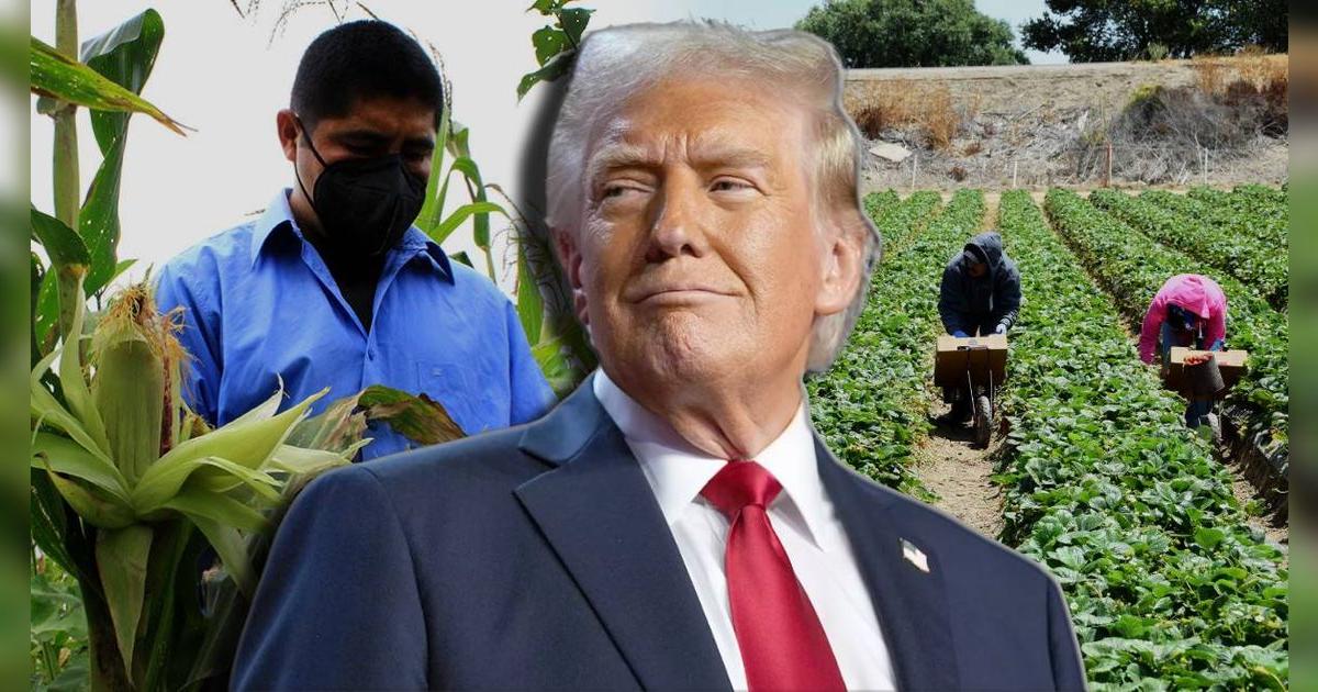 Empresa en Illinois busca trabajadores agrícolas con este salario por hora: Trump quiere proteger estos empleos