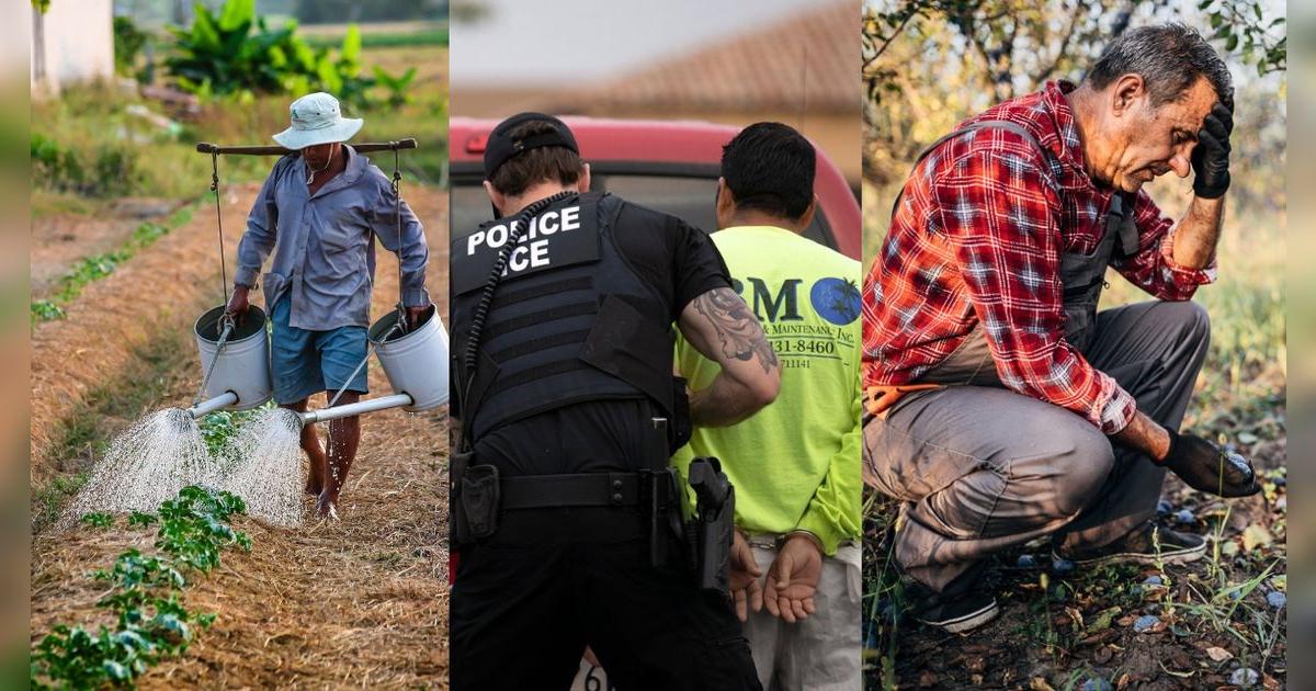 Es oficial en Texas: redadas de ICE eliminan la mano trabajadora inmigrante y granjas sufren las consecuencias