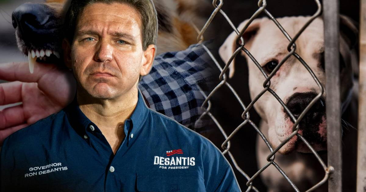 Ya es oficial en Florida la eutanasia a perros con estas conductas: dueños que no los entreguen enfrentan sanciones severas