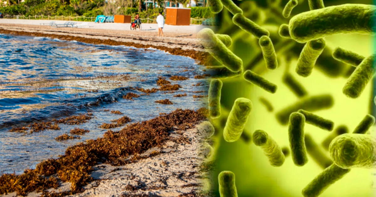 ¡Atención! Cierran estas playas por peligrosa bacteria: ¿Cuáles son los lugares afectados en EE. UU.?