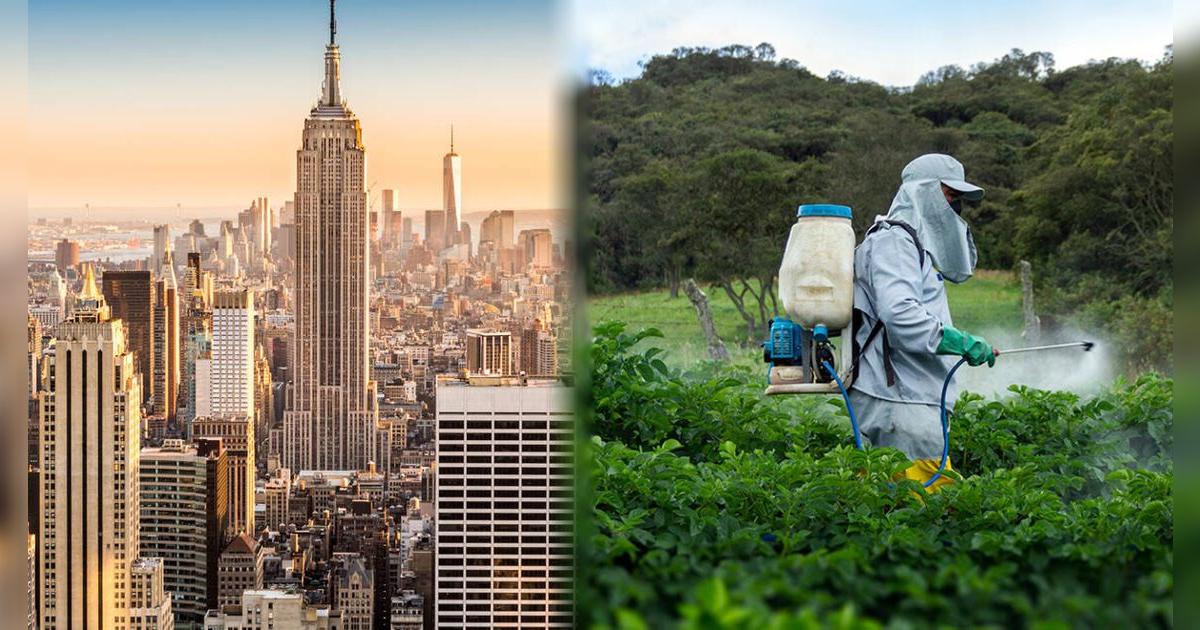 Confirmado | Retiran del mercado productos de cannabis en esta ciudad por pesticidas