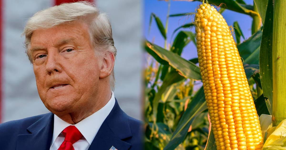 Políticas agrícolas de Donald Trump: agricultores rurales de Iowa en contra de eliminar los edulcorantes de maíz