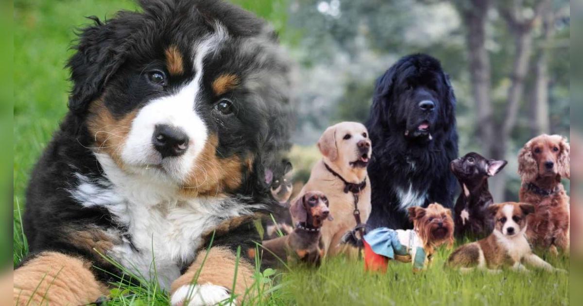 Las mejores frases por el Día Mundial del Perro 2025 para dedicar a tu mascota este 21 de julio