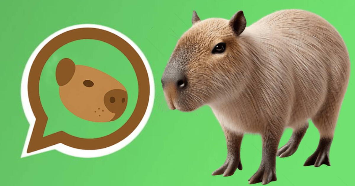 Así activas el 'Modo Capibara' en el WhatsApp de tu teléfono Android: GUÍA paso a paso