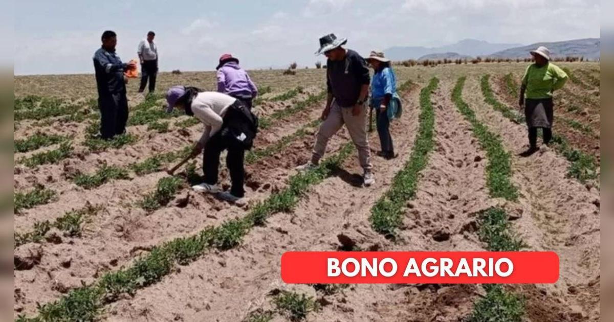 Trabajadores del sector agrario acceden a nuevo subsidio en julio 2025: consulta cómo cobrarlo