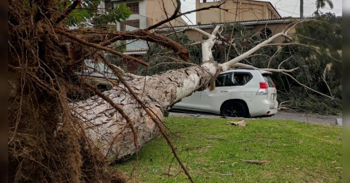 Fuertes vientos en Lima generaron el desprendimiento de un árbol que dañó 3 vehículos 
