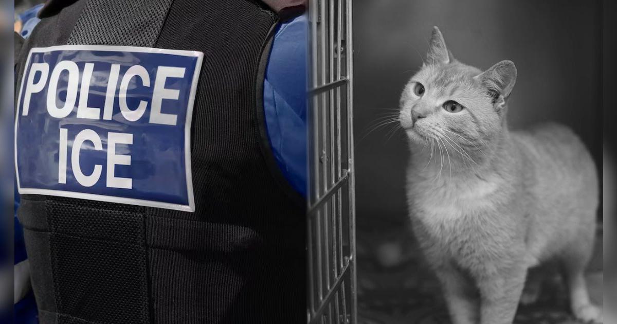 Temor en California: redadas ICE provocaron que más animales fueran abandonados en este condado