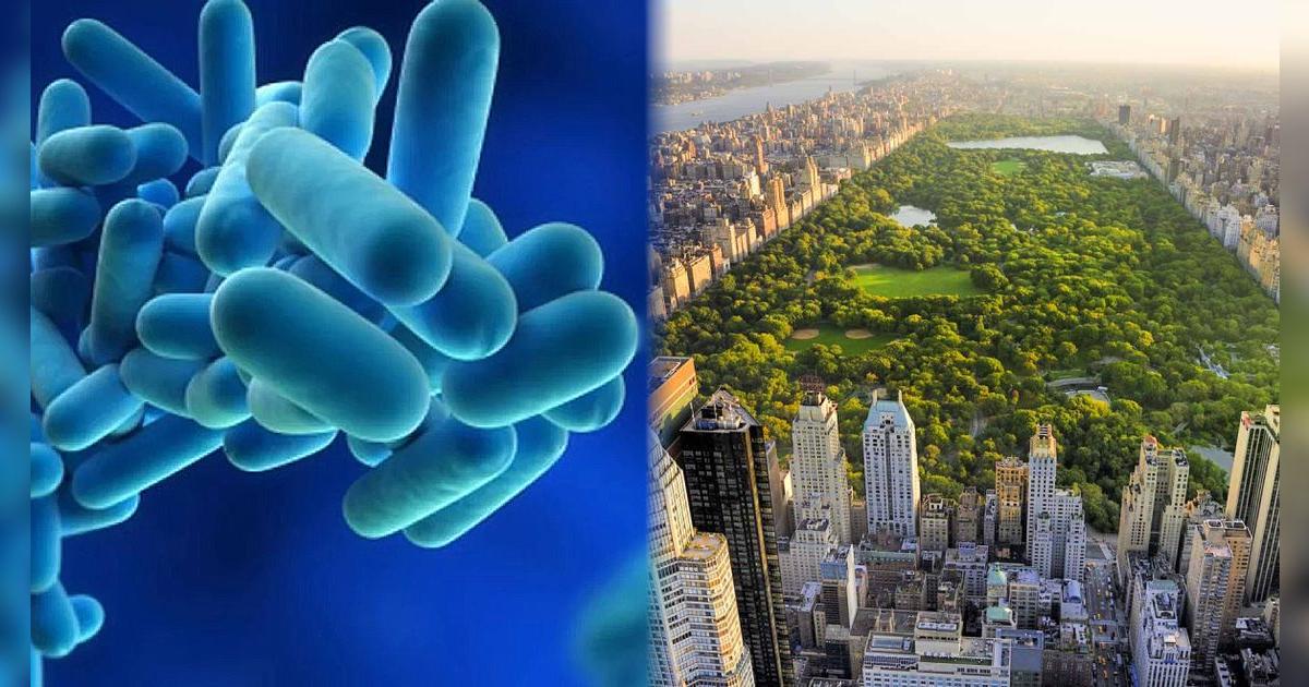 Pánico en Nueva York: 2 fallecidos y 58 enfermos se reportó en Harlem por esta enfermedad respiratoria