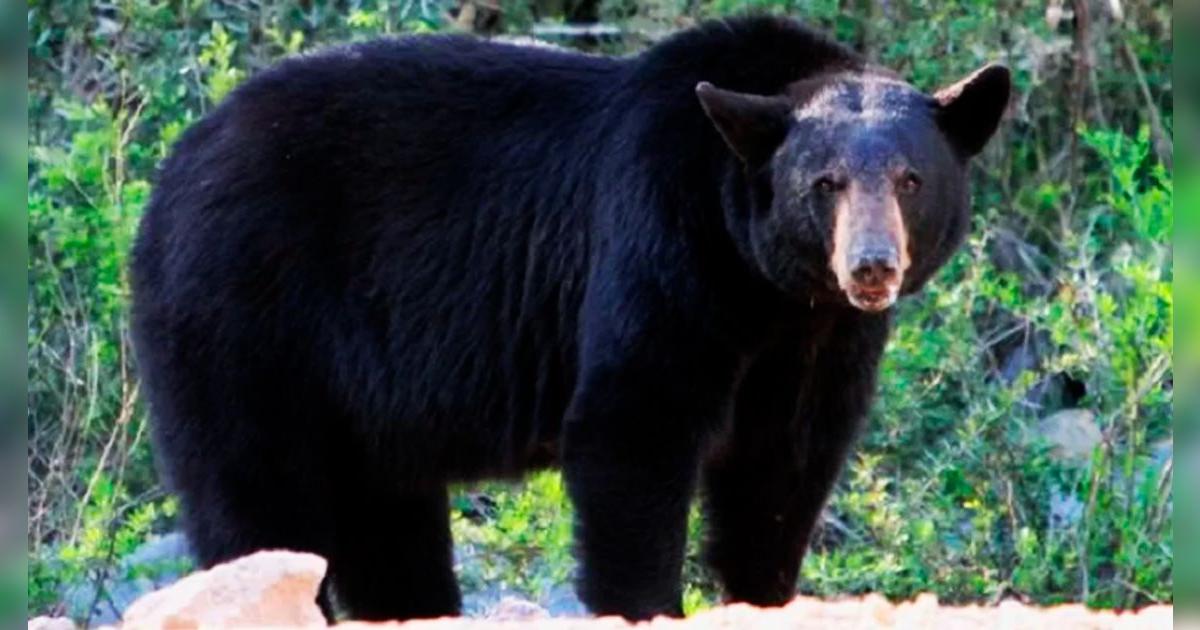 Atención, estadounidenses: por primera vez, este estado autorizó la caza del oso negro