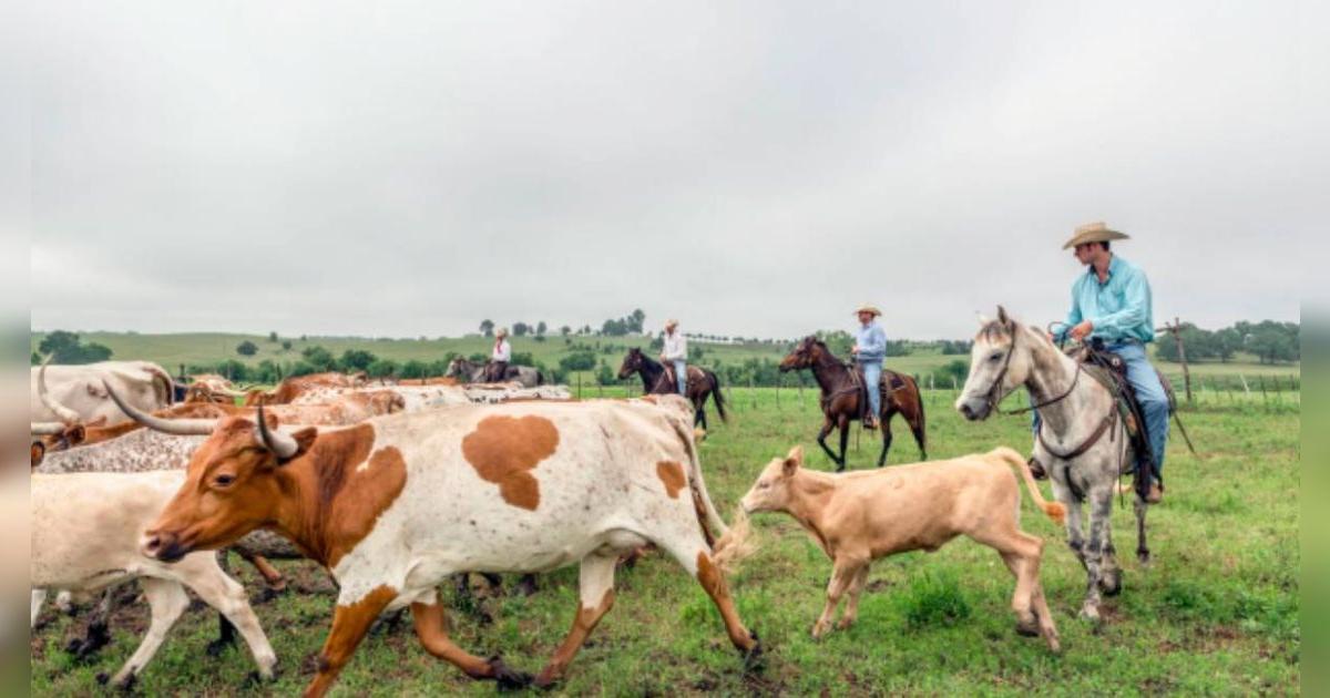 Alerta ganaderos estadounidenses | Advierten plaga de gusano barrenador carnívoro en Texas