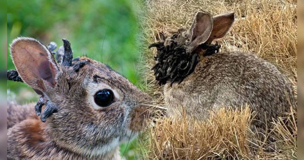 Pánico en EE. UU.: Conejos con 'tentáculos' son fotografiados en Colorado y especialistas explican el estado de esta especie