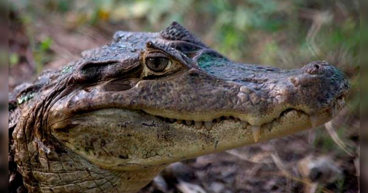 EE. UU.: reportan agresivo ataque de caimán a mujer que recorría sendero del suroeste en Florida