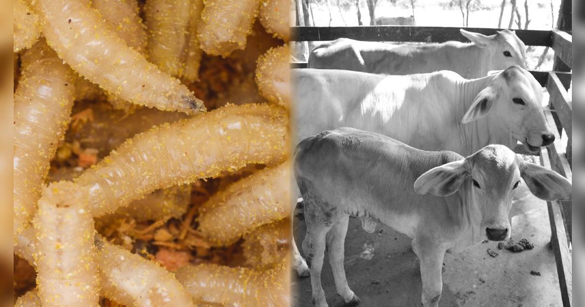 Alerta en Estados Unidos: se confirmó el primer caso humano causado por el parásito del gusano barrenador de la carne