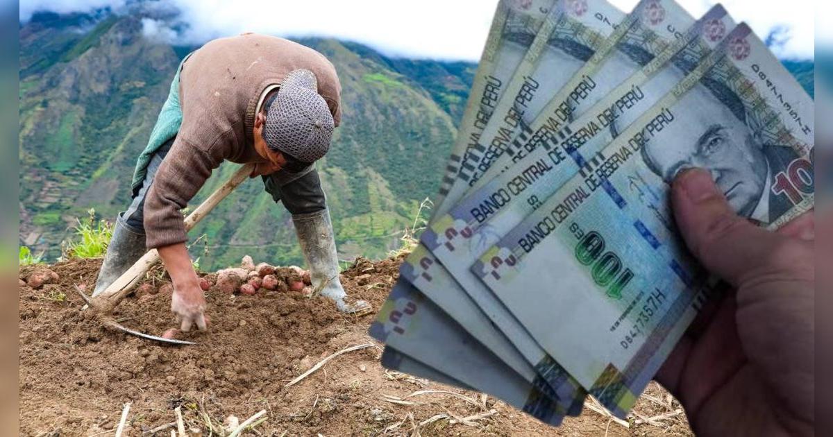 Bono Agrario para trabajadores en Perú: quiénes acceden y cuál es el monto actual del beneficio