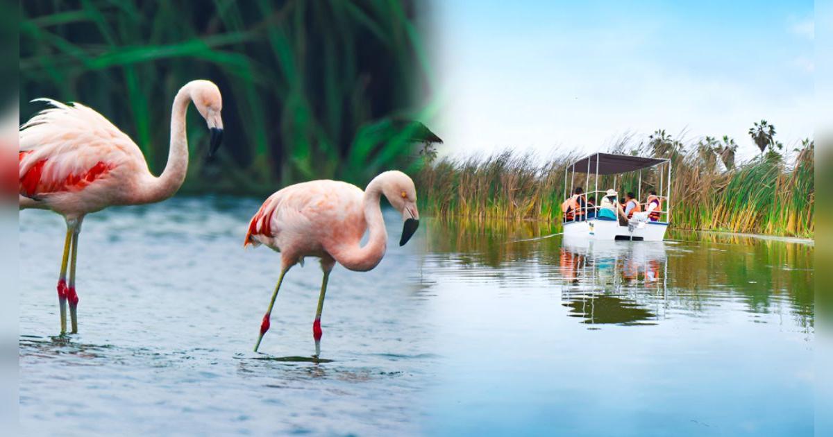 Entrada gratis a los Pantanos de Villa: entérate cuándo y quiénes ingresan sin pagar