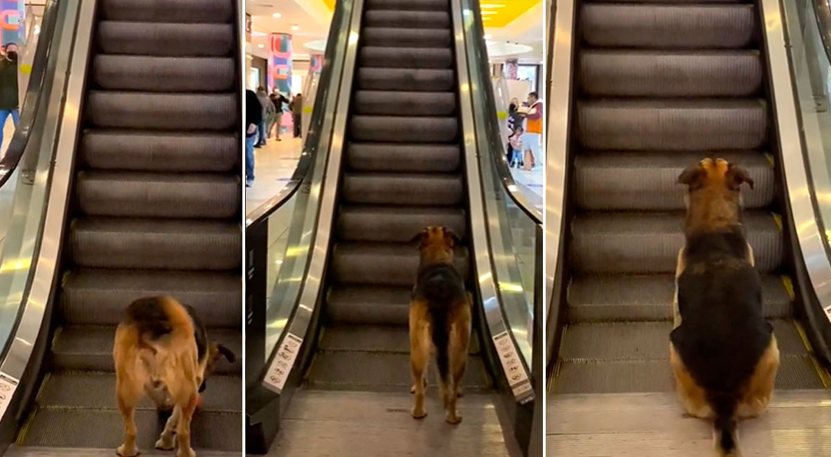 Perro se divierte con escaleras eléctricas y una pelota en un centro comercial 