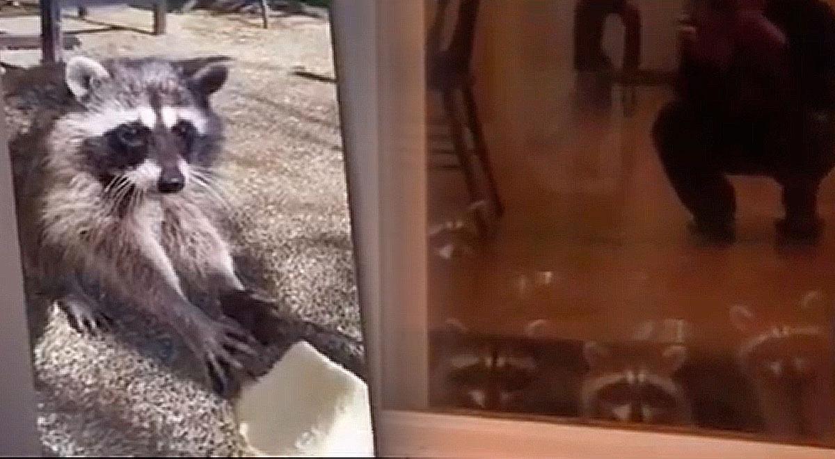 Mujer dio alimento a mapache hambriento, pero este trajo a toda su familia
