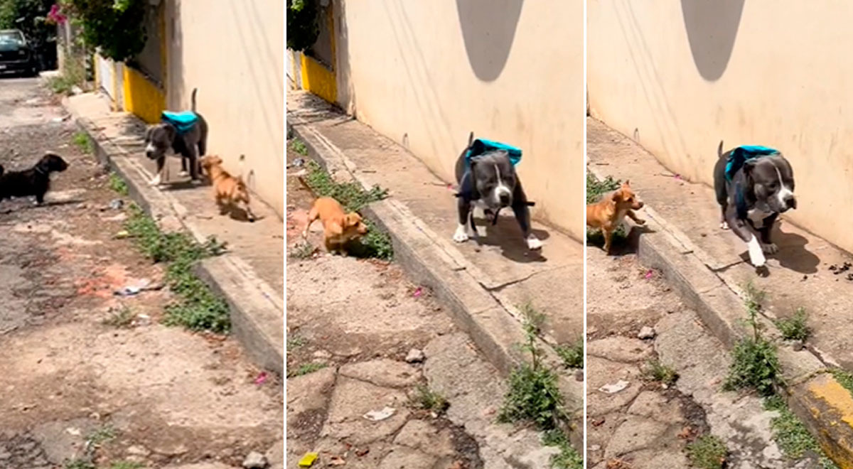 Pitbull con 'mochila' causa furor en TikTok al ser ahuyentado por perritos de barrio