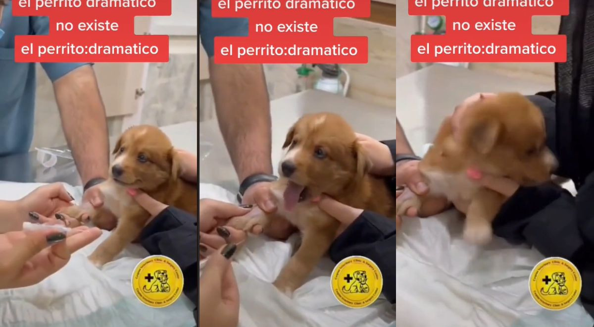 Perrito 'dramático' llora al ver que le pondrán una inyección y se vuelve viral en TikTok
