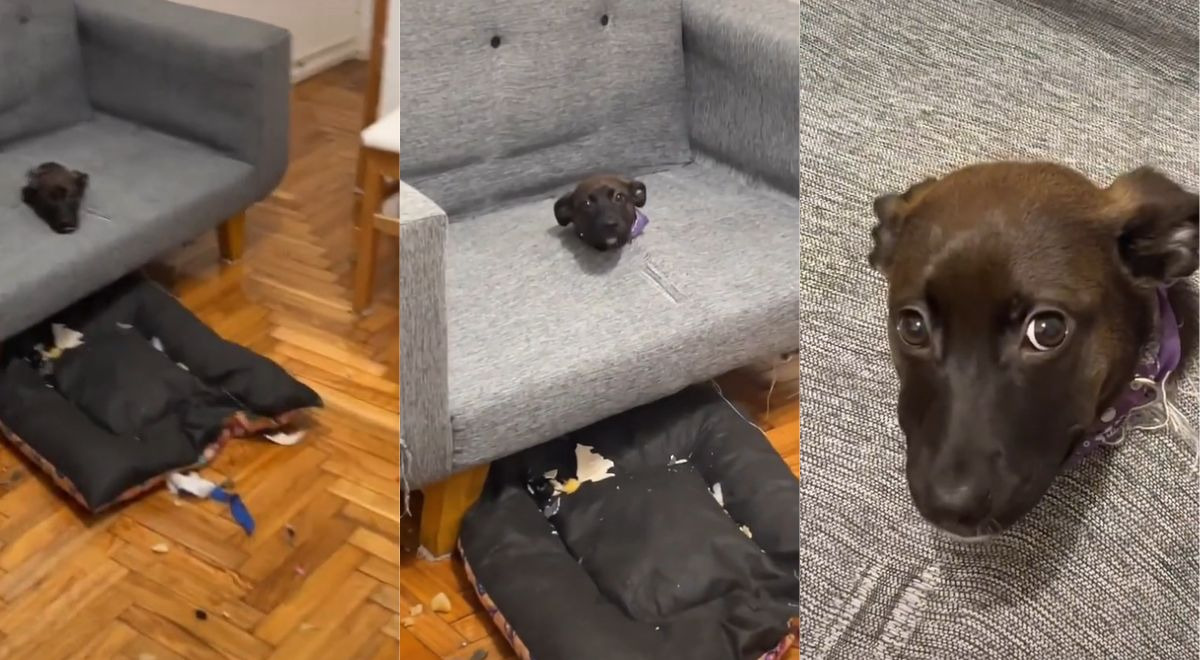 TikTok: Perro realiza terrible travesura en el sillón y se vuelve viral en redes 