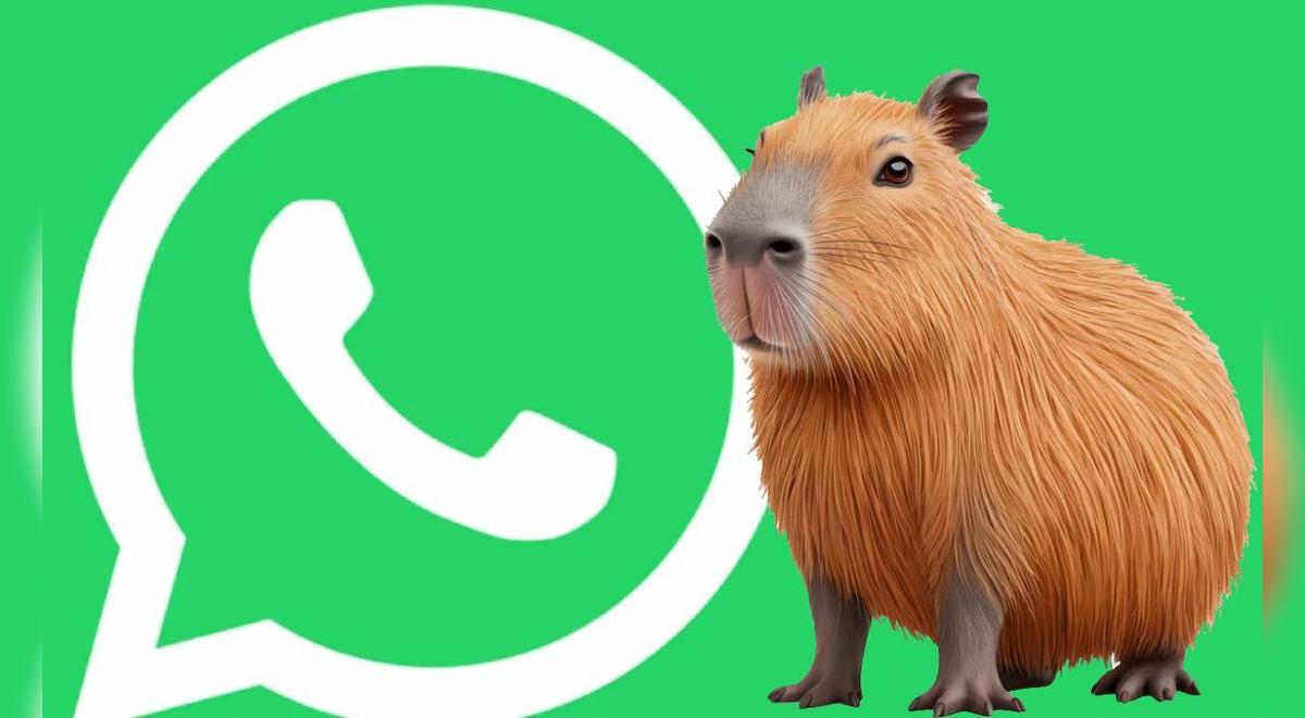 Guía actualizada para activar el verdadero 'MODO CAPIBARA' en WhatsApp totalmente gratis