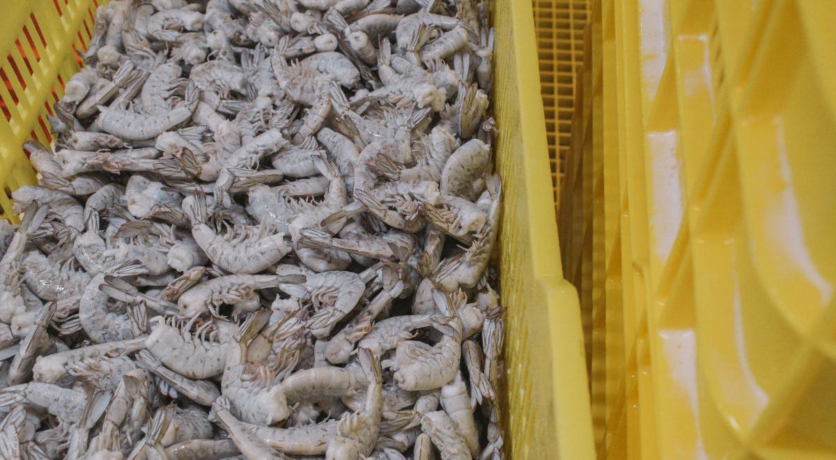 Alerta alimentaria en EE. UU.: la FDA halla radiación en especias tras retiro masivo de camarones